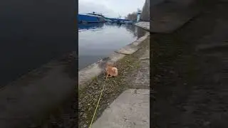 Что за Звуки?