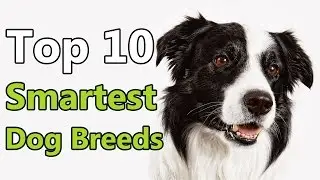Top 10 dog breeds | Top 10 smartest Dog Breeds in the World