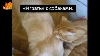 Трогательная история кота Minika