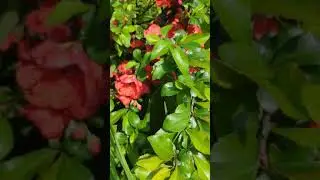 VID 20200530 151333