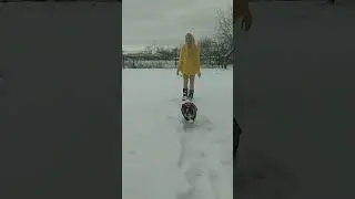 Вышли поиграть #tiktok #смешное #собаки #бульдог #снег #snow