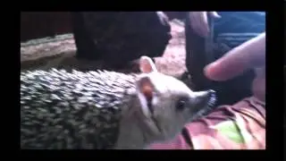 Лёша, нельзя кусаться!