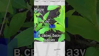 На що здатна прополочна машина зі штучним інтелектом #агро #фермер #farming