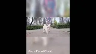 Bueno Pardo N*Tabiti  2y.o.