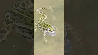 Mücken plagen einen Frosch 🐸 strange world, Mannheim Reisinsel