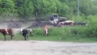 Дикая природа Водила реально сбил целое стадо коров