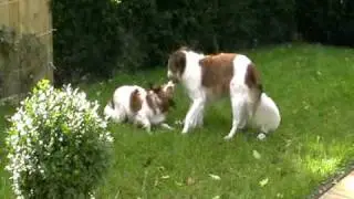 Mijn speelduo, kooikerhondjes Lumi en Vincent