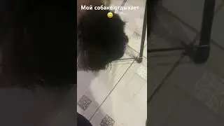#собака #вино #пёс #яблочное