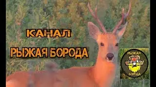 Охота на сибирскую косулю.  Июнь  // Jagd auf Rehe im Juni