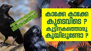 കാക്കേ കാക്കേ കൂടെവിടെ ? കൂട്ടിനകത്തൊരു കുയിലുണ്ടോ ?  കാക്കത്തൊള്ളായിരം വിശേഷങ്ങൾ || CROW