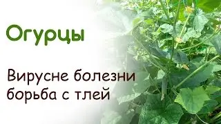 Огурцы начали плодоносить 26 июня. Вирусные болезни и борьба с тлей на огурцах