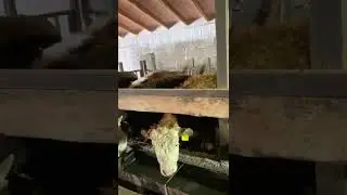 Тара поилка для скота