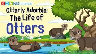Otterly Adorble: The Life of Otters