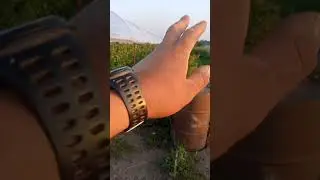 плантация малины