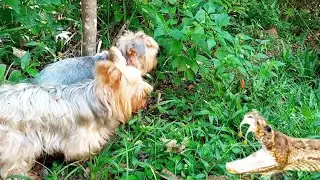 Largados e Pelados Novo