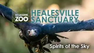 Healesville Sanctuary Melbourne - VIC