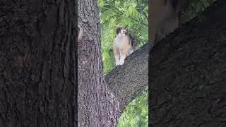 Full video of her tree climbing adventure #cali cali#caliandcoco #bestfriends #cat #catlover