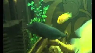 Сом мешкожаберний