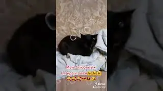 Мои любимые