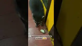Пробовали поесть на всю катушку? 😉. Мой Гуру говорит : «Делаете что-то, делайте на  100 процентов!»