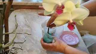 Из одной орхидеи несколько!