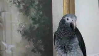 Best so far my Talking African grey ..... 07