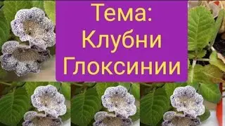 How to harvest and store gloxinia tubers during the dormant period/favorite methods for propagati...