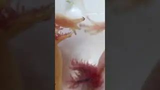 Вот, что бывает, когда Аксолотлей заводят незнающие люди.