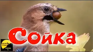 jay