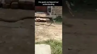 Snake Attacks and Runs Off With a FlipFlop