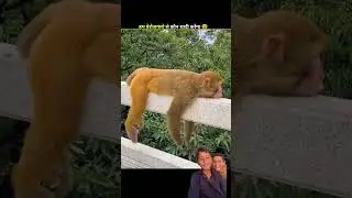 Amazing funny animals 🤣😅#amazingsfacts #funny #comedy