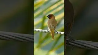 Scaly breasted munia #birds #Shorts