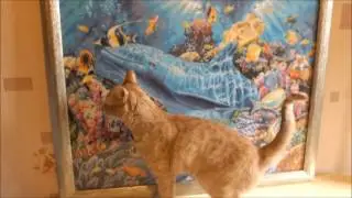 Dolphins of the ocean(дельфины океана) видео по запросу