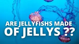 ARE JELLY FISH MADE OF JELLY ??
