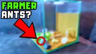 Did my ant colony evolve from HUNTERS to FARMERS ?