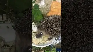 Ёжик жадно кушает грибной суп😅👍