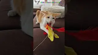 История с вороной😸🐦😷 