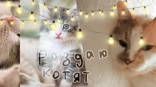 Раздаю котят / гача лайф / Наомка