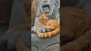 мои коты