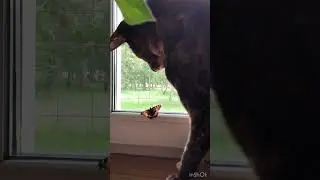 Несси с бабочкой #ориенталы #catlover #cat #кот #кошки #лето #animals #животные #funnycats