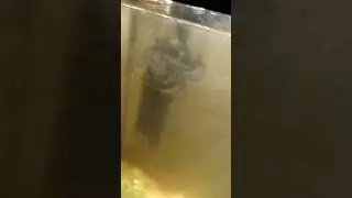 Образование хлопьев гормона в воде аквариума.