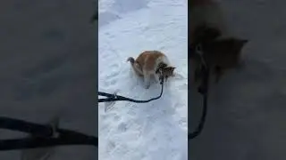 Перво знакомство Жули с поводком