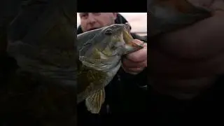 How to RIZZ a BASS! 