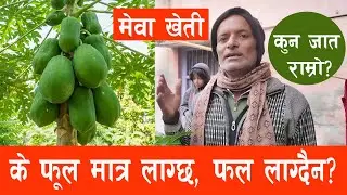 Mewa Kheti || Papaya farming || फल नदिने बोटबाट पनि यसरी फलाउन सकिन्छ मेवा