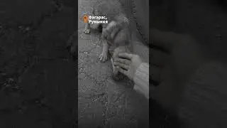 Собака плачет, когда чувствует ласку 