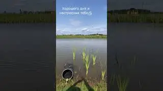 КАРАСЬ на Хутынских прудах #shorts