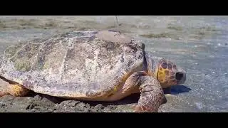 Turtle release into the sea