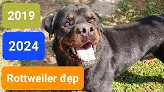 Rottweiler đẹp Loki| Nam vương 8 tuổi ham chơi 2024