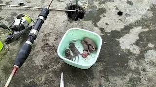 umpan Paling Gacor Di Galatama Baru Lempar langsung Dapat Babon kawan . No edit , No skip