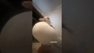 That one duck edit